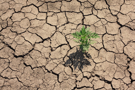 Dry soil and weedの写真素材