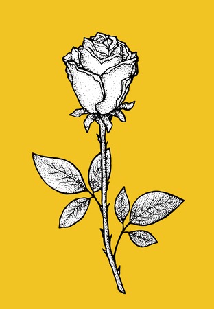 Rose. Art for t-shirt design with contrast bright background. Hand drawn, pen and ink. Also suitable for tattoo, poster, postcard, valentines day greeting cardのイラスト素材