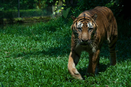 vicious lookの写真素材