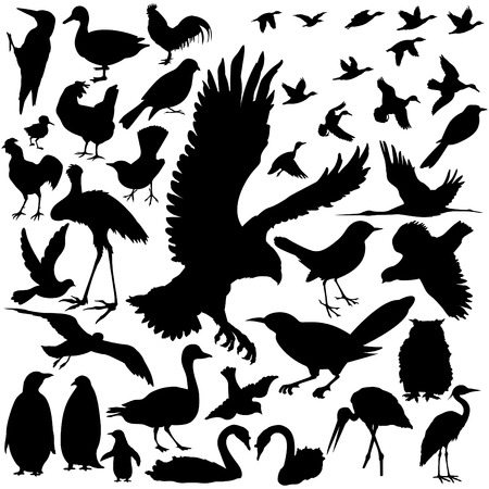 39 pieces of detailed vectoral bird silhouettes.のイラスト素材