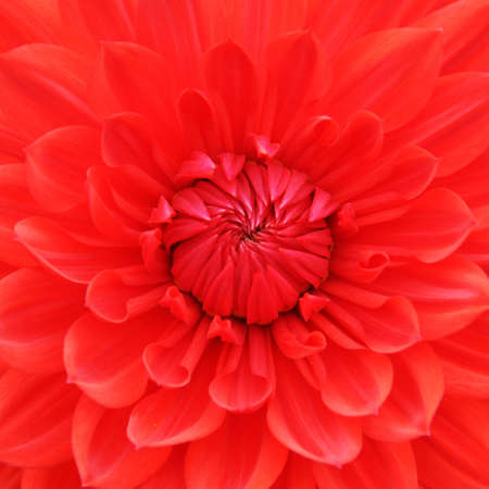 Red Dahilaの写真素材