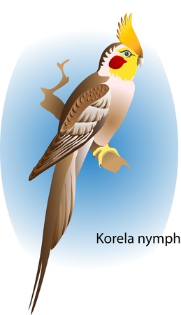 vector parrot Korela nymphのイラスト素材