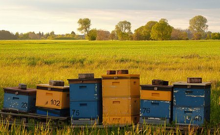Field apiary
