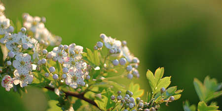 Blossoming apple treeの写真素材