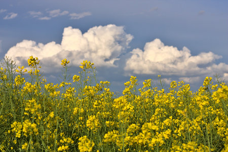 Rapeseed field