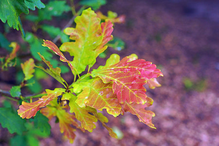 Colorful oak leaves