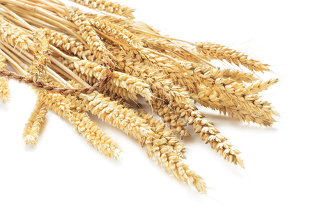 sheaf of wheat isolated on white backgroundの写真素材