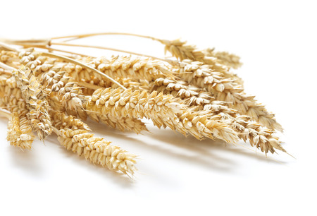 sheaf of ripe ears of wheat isolated on white backgroundの写真素材