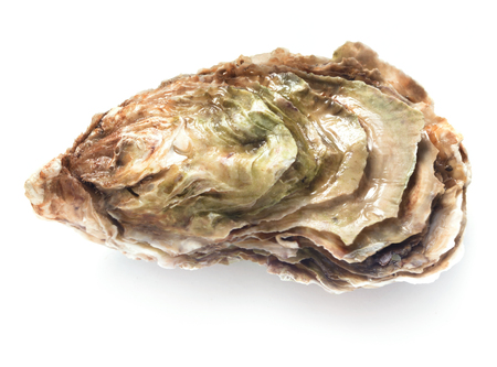 single fresh oyster isolated on white backgroundの写真素材