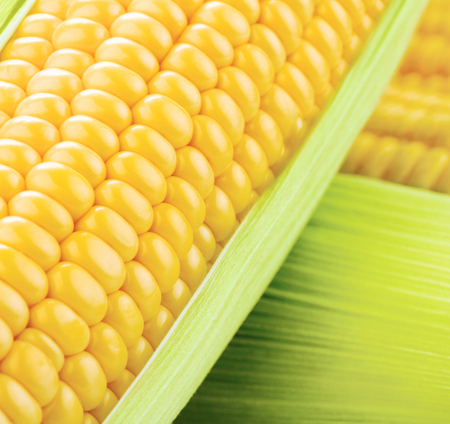 close-up view of fresh ripe corn with leavesの写真素材