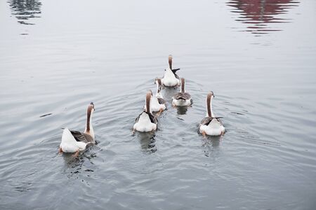 African Brown Goose | Beauty of Birdsの写真素材