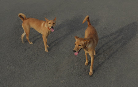 A two stray dogs are looking for food on the city streets. A stray dog is looking for food on the...