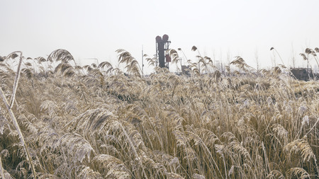 vertical oil pumping units and reeds at winterの写真素材