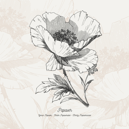 Beautiful full vector illustration of a opium poppy.のイラスト素材