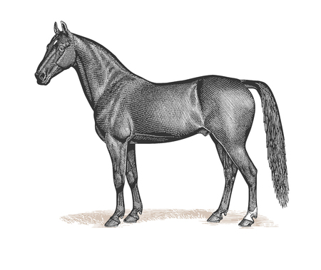 Full Vector illustration Illustration of a beautiful Vintage Bay Stallion Horse Engravingのイラスト素材