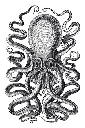 Full Vector illustration Illustration of a High Detail Monstrous Octopus Engravingのイラスト素材