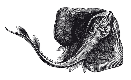 Full Vector illustration Illustration of a High Detail Thornback Ray Engravingのイラスト素材