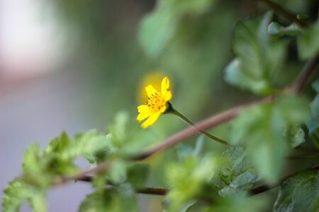 closeup yellow floraの写真素材