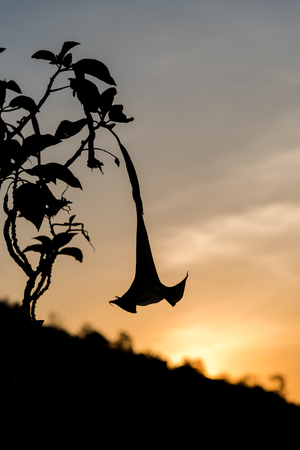 landscapes nature sunset at thailandの写真素材