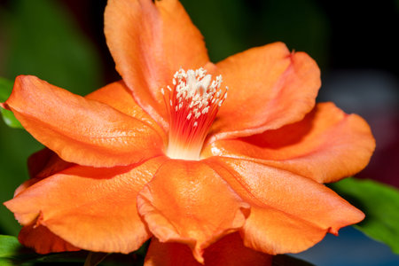 Amazing beautiful Orange flowers backgroundの写真素材