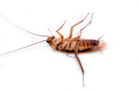 cockroach on white background