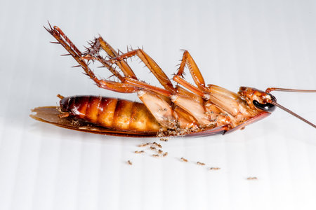 cockroach on white background