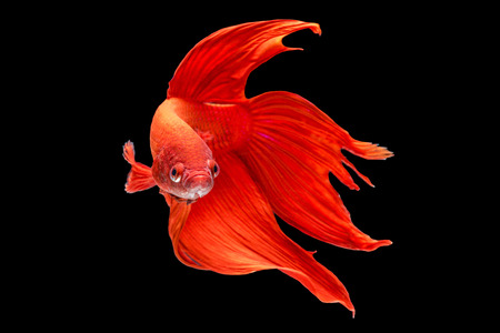 fighting red fish,betta fish isolated on black background.の写真素材