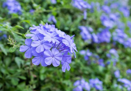 Amazing beautiful flowers background.の写真素材