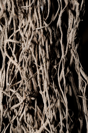 Small wooden roots on a black background.の写真素材