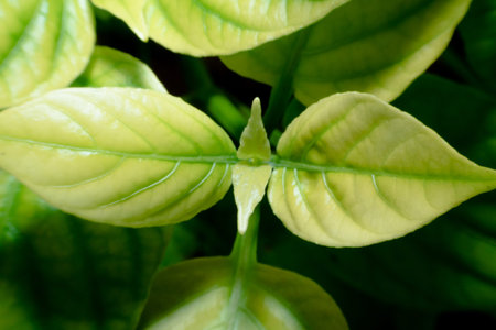 abstract, Green leaf pattern nature dark green background.