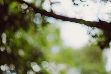 abstract,bokeh leaf pattern nature green background.の写真素材