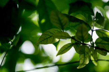 abstract,bokeh leaf pattern nature green background.