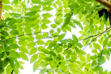 abstract,bokeh leaf pattern nature green background.