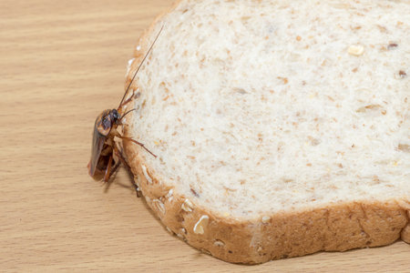 Close up of cockroach on a Whole wheat bread