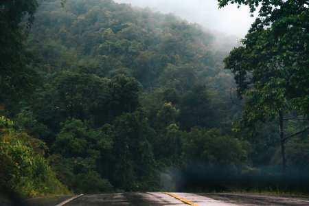 Foggy road in the forest ,Beautiful nature trail (Picture put grain)