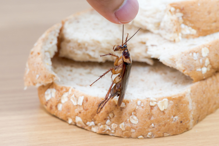 Close up of cockroach on a Whole wheat breadの写真素材