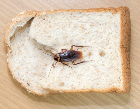 Close up of cockroach on a Whole wheat bread
