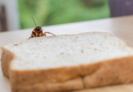 Close up of cockroach on a Whole wheat breadの写真素材