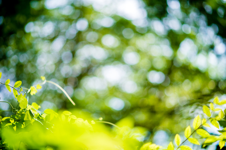 Abstract nature Green leaf background and beautiful wallpaper.の写真素材