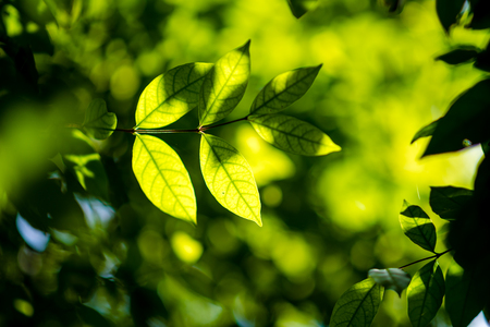 abstract,bokeh leaf pattern nature green background.の写真素材