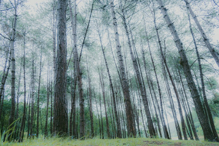 Abstract, nature Green leaf background and beautiful wallpaper.