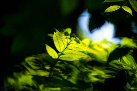 Abstract, nature Green leaf background and beautiful wallpaper.の写真素材