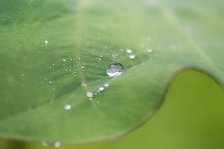 Green Leaves With Water Drop.の写真素材