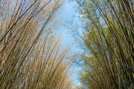 Abstract, nature Green leaf background and beautiful wallpaper.の写真素材