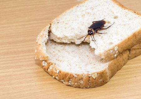 Close up of cockroach on a Whole wheat breadの写真素材