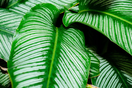 Abstract, nature Green leaf background and beautiful wallpaper.の写真素材