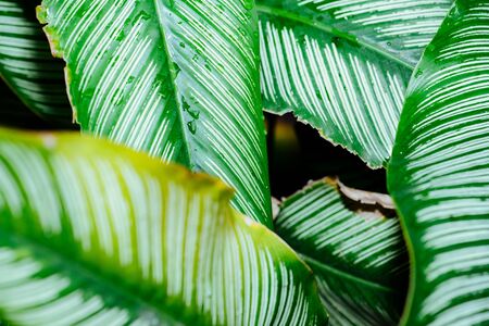 Abstract, nature Green leaf background and beautiful wallpaper.の写真素材