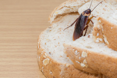 Close up of cockroach on a Whole wheat bread