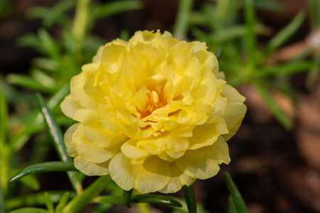 Close up, Amazing beautiful flowers background.