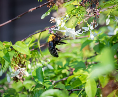 close up of Wasp on a leaf